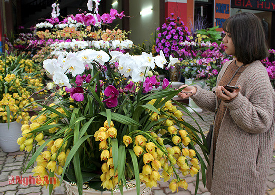 Những chậu hoa lan hồ điệp sang trọng giá đắt đỏ từ 30 - 40 triệu đồng/chậu được bày bán trên đường Lê Hồng Phong