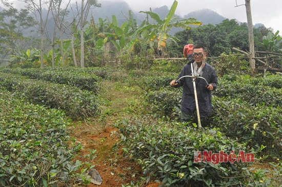 Để có đọt đều, đinh kỳ mỗi năm 2 lần, ông Vi Văn Nhân, bản Trung Yên, xã Yên Khê phải dùng máy để cắt chè cho đều. Nhà ông Nhân làm 6 sào chè nhưng khó nhất là mùa hè rất thiếu nước tưới