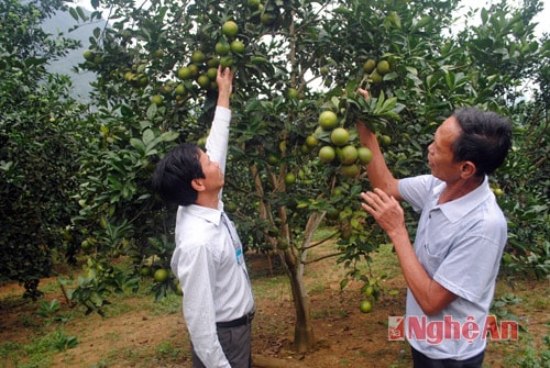 Vườn cam của ông ..... xã Yên Khê.