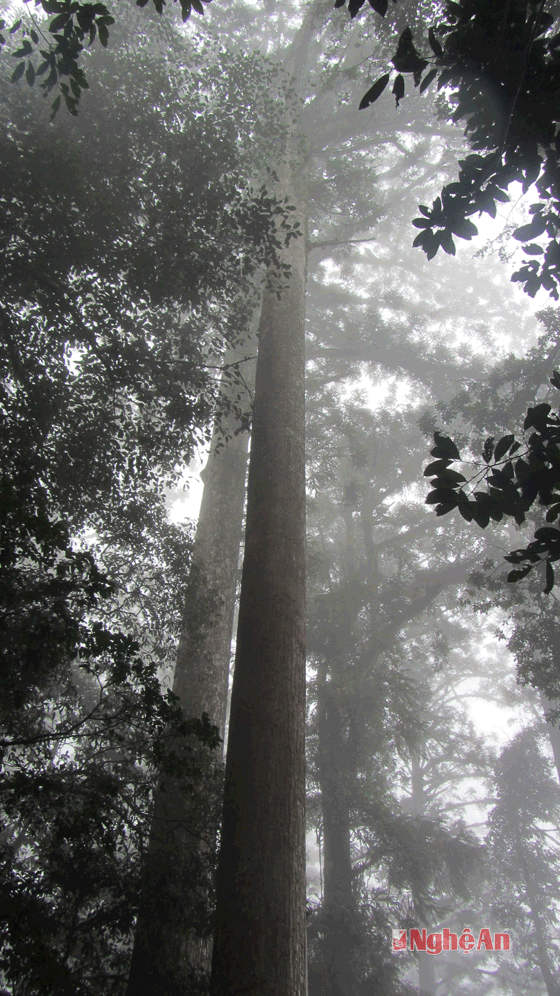 Buổi sớm trong rừng sa mu thường có mưa hoặc nặng sương. Điều này khiến rừng cây cổ thụ thêm kỳ ảo.