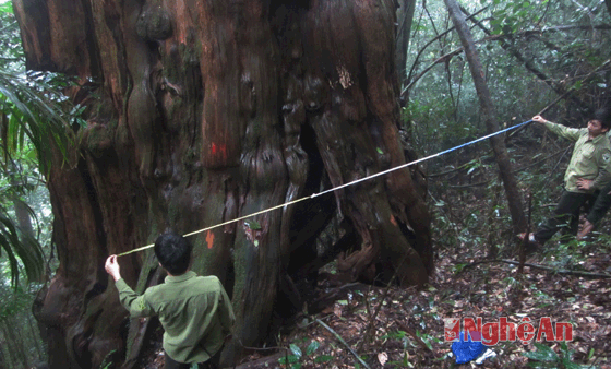 Trong vùng quần thể Sa mu dầu của Khu BTTN Pù Hoạt (tại Tiểu khu 60, xã Hạnh Dịch), có một cây  Sa mu đường kính lên tới 5,2m nhưng tiệc thay, đã chết.