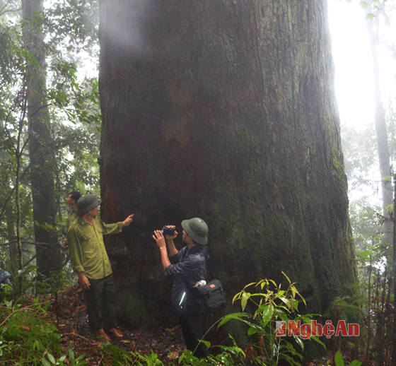 Ban quản lý Khu BTTN Pù Hoạt đang lập hồ sơ đề nghị công nhận quần thể cây Sa mu là quần thể cây di sản.