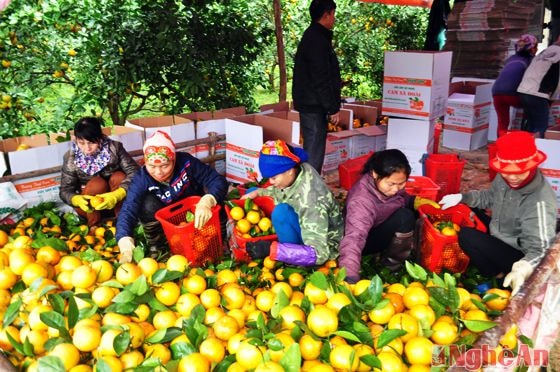 Mỗi ngày trang trại cam Thiên Sơn, xã Đồng Thành thu hái hàng chục tấn cam, thu nhập hàng chục tỷ đồng