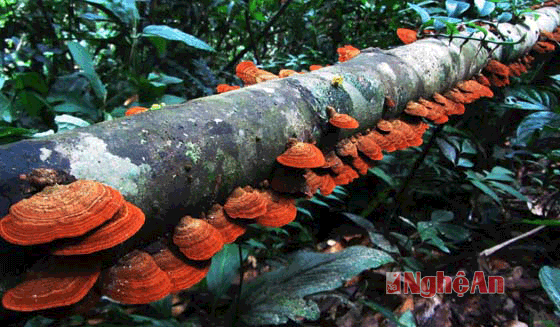 Loại nấm này thường mọc trên những thân cây gỗ mục; chúng mọc trải dài thành hàng lối.