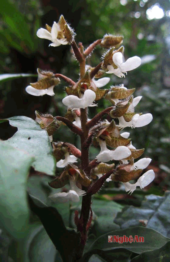 Một nét đặc sắc ở vùng lõi Pù Hoạt là rất nhiều loài hoa lan đất.