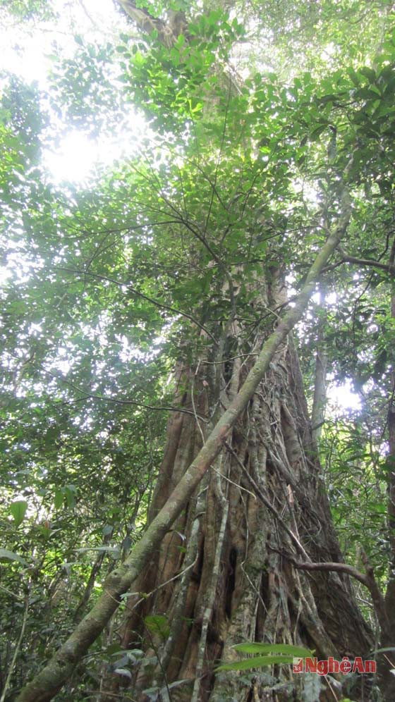 Dĩ nhiên, ở vùng lõi Pù Hoạt không thiếu những loại cây gỗ lớn và quý hiếm. Đây là một cây đa cổ thụ.
