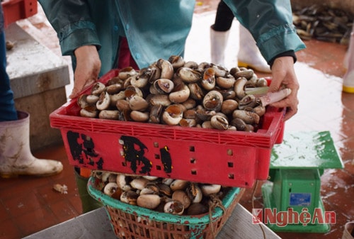 Loại ốc này mua tại bến 60.000 đồng/kg