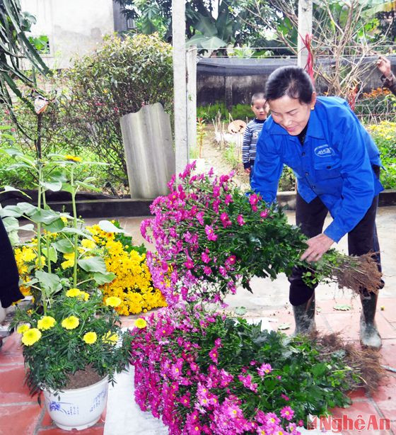 Nông dân Hưng Đông thu hoạch hoa phục vụ Tết Nguyên đán Bính Thân 2016