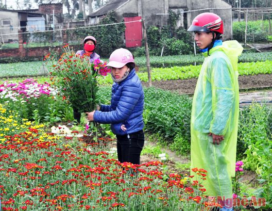 Người dân thành phố Vinh vào tận vườn để mua hoa, giá 3.000 đồng/cành