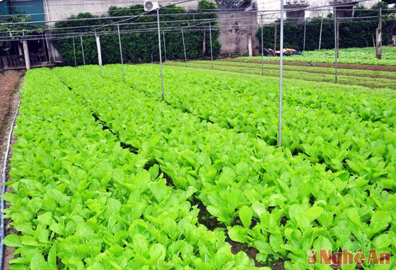 Tính theo giá cả trong những ngày Tết, rau ở Hưng Đông đạt thu nhập trên 700 triệu đồng/ha/1,5 tháng sản xuất