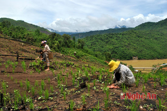 Tranh thủ tiết trời thuận lợi bà con xã Tam Quang, Tương Dương tổ chức trồng rừng
