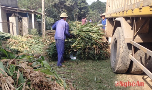 Thu hoạch ngô cây ở Diễn Châu bán cho Nhà máy sữa TH