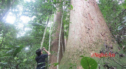 Phóng viên Nhật Lân tác nghiệp tại Khu bảo tồn thiên nhiên Pù Hoạt ( Quế Phong)