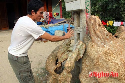 Mỗi thân gỗ nu thô được bán với giá khác nhau, dựa vào hình thù và khổ lớn nhỏ của thân gỗ đó. Theo chúng tôi tìm hiểu, có những thân gỗ nu người dân bán được gần 3 triệu đồng.