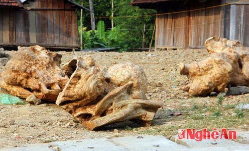 Có một số ụ cây bên trong đã bị khô dần. Tuy nhiên, việc khai thác nu gỗ  bắt buộc người dân phải chặt bỏ thân cây, điều này làm ảnh hưởng đến tài nguyên rừng của nước ta.