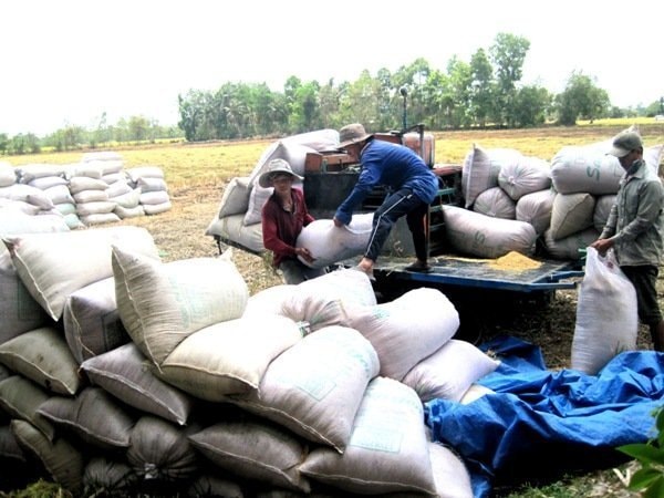 Gạo, mặt hàng xuất khẩu chủ lực của Việt Nam, đang đứng trước những áp lực về lượng và giá. Tuy nhiên việc mở cửa thị trường vẫn tiếp thêm cho gạo nhiều cơ hội cạnh tranh