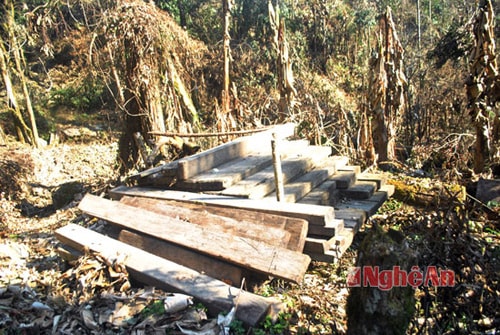 Tại vị trí hai đống gỗ sa mu do chúng tôi phát hiện thấy gần với đỉnh núi Pù Xai Lai Leng, nơi đây vẫn còn khu rừng rậm chứa nhiều câu gỗ sa mu quý hiếm, và đã được đưa vào diện quản lý.