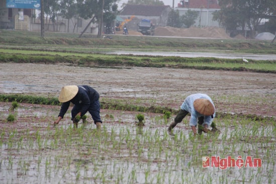 Bà con xã Xuân Thành, Yên Thành cấy dặm 