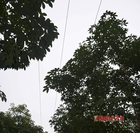 Một vị trí tán cây nằm tràn lên dây điện.