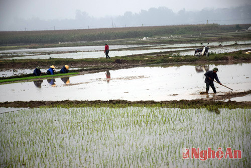 Nông dân xã Tràng Sơn làm đất gieo cấy lúa những diện tích còn lại