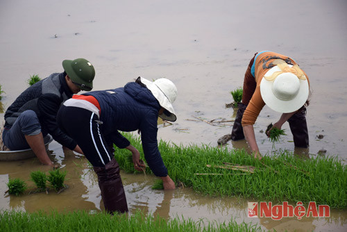 Ra tết, nông dân xóm 2 xã Tràng Sơn xuống đồng cấy lúa vụ xuan đúng lịch thơi vụ của huyện.
