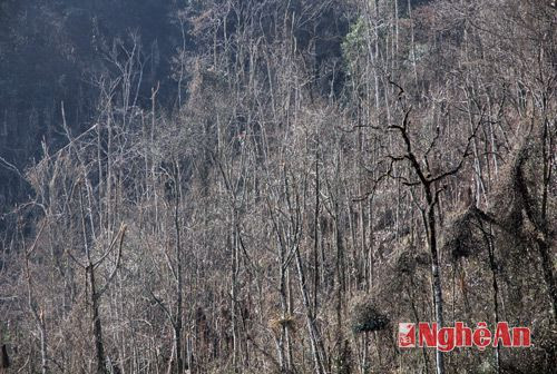 Đợt rét vừa qua, có thời điểm trên dãy núi Pù Xai Lai Leng nhiệt độ xuống đến -70C, tuyết rơi dày 10cm. Đây là lần đầu tiên địa bàn này ghi nhận mức nhiệt thấp như vậy. Chỉ sau một thời gian ngắn, nhiều cánh rừng bị khô lá.