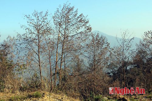 Ngay cạnh đường lên núi Pù Xai Lai Leng những cây mới tái sinh bị khô héo hoàn toàn.