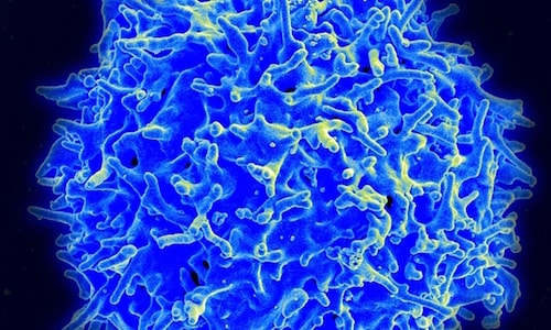Hình ảnh một tế bào T-cell ở người qua kính hiển vi. “Tế bào T-cell là các viên thuốc sống, có khả năng lưu lại trong cơ thể người trong suốt quãng đời còn lại,” theo lời nhà nghiên cứu Chiara Bonini. Ảnh: Alamy