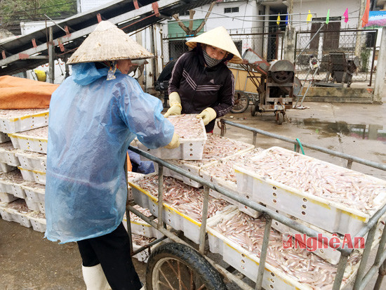 Ngư dân vận chuyển cá 