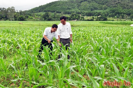 Vụ đông 2015, xã Bắc Thành, huyện Yên Thành đã chỉ đạo thành công đưa cây ngô đồng vào sản xuất trên đất hai lúa với tổng 35 ha