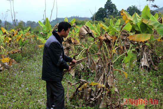 Anh Lô Văn Hùng cho hay, hiện nay gia đình anh nhiều gia đình khác không mấy thiết tha với loại chuối tiêu hồng nữa nên không quan tâm chăm sóc.