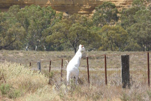 Một chú kangaroo với bộ lông trắng như tuyết đang dạo chơi trên đồng cỏ Big Ben gần sông Murray, Nam Úc trong tháng 2/2015. Ảnh: Rosemary/Faehrman