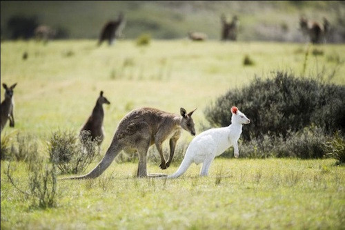  Kangaroo trắng trong đàn ở Công viên Quốc gia Namadgi. Ảnh: Rohan Thomson