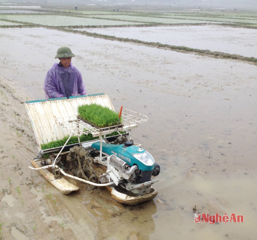 Nông dân huyện Đô Lương nỗ lực khép kín diện tích lúa vụ xuân sau các đợt rét đậm rét hại vừa qua