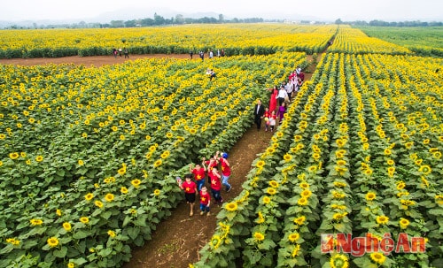 Cảnh đồng hoa hướng dương Ngĩa Đàn