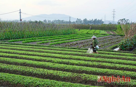 Sau Tết, người dân đã hối hả ra đồng