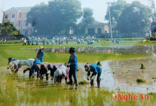 Đoàn viên xã Nghi Yên cấy lúa giúp hộ nghèo