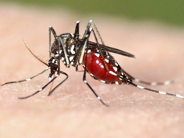Muỗi Aedet được cho là nguyên nhân hàng đầu gây lây truyền virus Zika