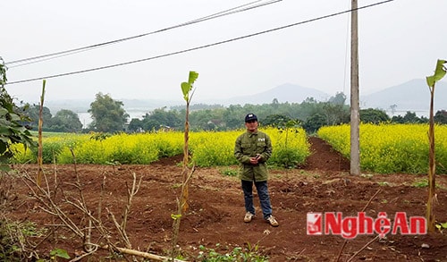 Đơn vị làm chủ vườn cải cử bảo vệ canh trực, không cho mọi người vào sát vườn cải.