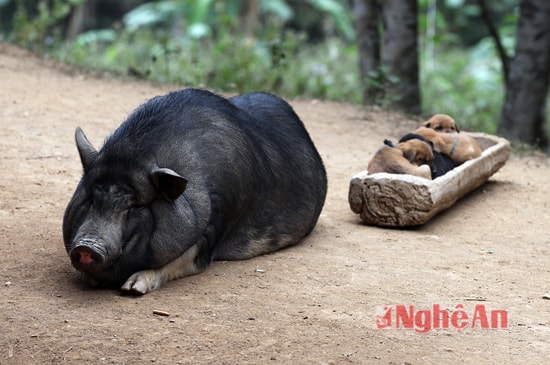 Những chú chó con này còn nằm trong máng lợn