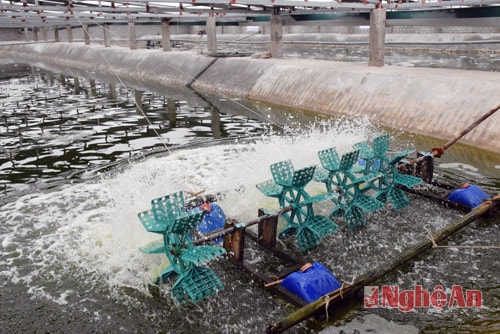 Do được nuôi trong nhà và có hệ thống sục ô xy, nên mỗi ngày chỉ cần chạy quạt nước 1 tiếng đồng hồ. 