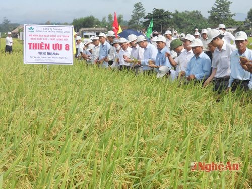 Hội thảo mô hình sản xuất giống lúa thuần chất lượng cao Thiên ưu 8 tại xã Hậu Thành (Yên Thành)