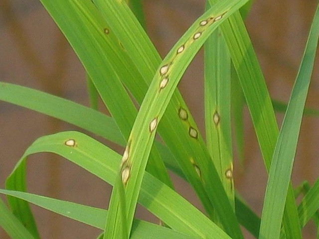 Lúa bệnh