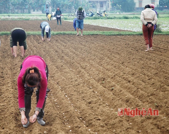 Nông dân phải ra đồng làm đất và gieo trỉa  lại lạc