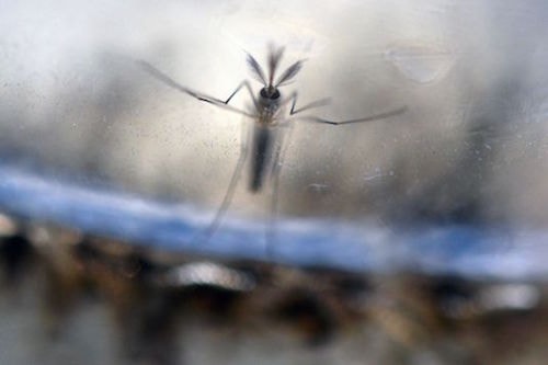 Cho đến nay, phương thức lây truyền chính của virus Zika vẫn là qua muỗi. Ảnh: AFP