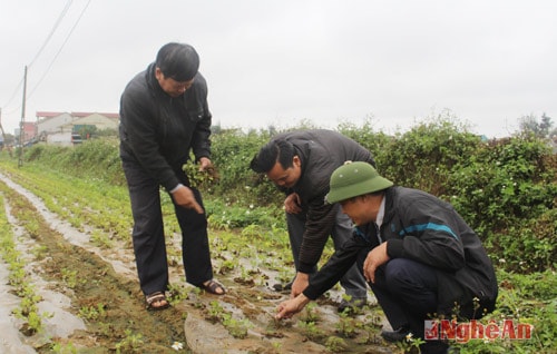 Cán bộ lãnh đạo phòng Nông nghiệp và xã Diễn Thịnh kiểm tra, thăm đồng để hướng dẫn, chỉ đạo bổ cứu sản xuất kịp thời