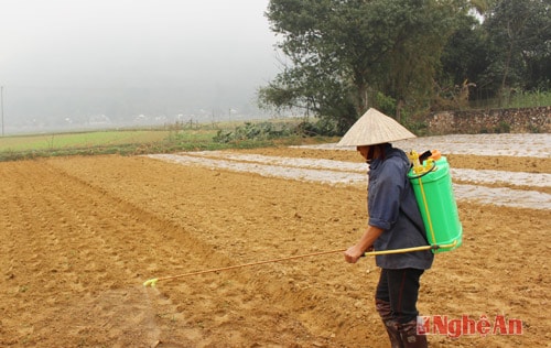 Bà Phạm Thị Liên. xóm 22 xã Diễn Phú bơm thuốc trừ cỏ cho gần 2 sào lạc mới được gieo trỉa