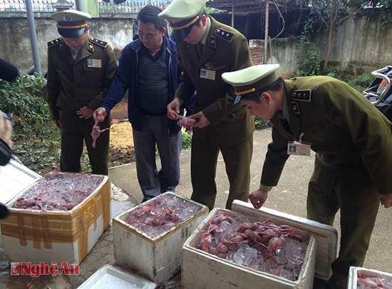 29/01/2016, Đội QLTT số 6 đã kiểm tra và phát hiện 04 thùng xốp có chứa 290 kg chim cút đã qua sơ chế, bốc mùi hôi thối không có chủ (Ảnh: Hoàng Thái)