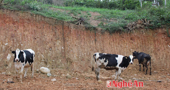 Người dân xã Nghĩa Đồng thả bò sữa ngoài vườn tạo sự thoải mái cho bò