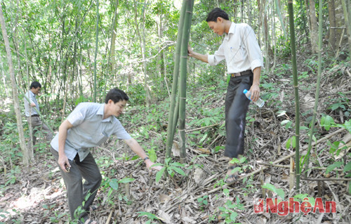 Cán bộ nông nghiệp huyện Quỳ Châu hướng dẫn hộ dân xã Châu Thắng về giải pháp khoanh nuôi bảo vệ rừng hiệu quả